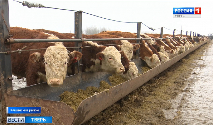В Кашинском районе развитие мясного животноводства выходит на новый уровень