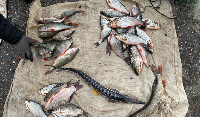 Житель Тверской области незаконно наловил более 100 рыб