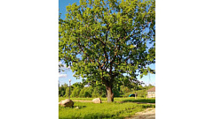 200-летний дуб из Тверской области участвует в конкурсе «Российское дерево года-2023»