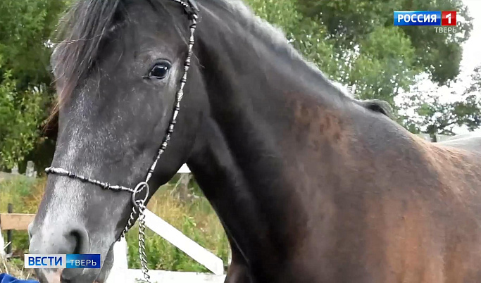 Лошадь из Тверской области признана самой красивой на Северо-Западе России