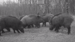 Жители Тверской области могут понаблюдать за дикими животными
