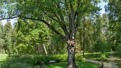 Жителям Тверской области предлагают проголосовать в конкурсе «Европейское дерево года-2022»
