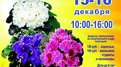 В Тверском ботаническом саду пройдет выставка фиалок