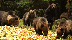 В Центре Пажетновых Тверской области медвежатам устроили сливово-яблочный пир