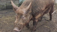 Специалисты отметили высокий риск вспышки свиной чумы в Тверской области