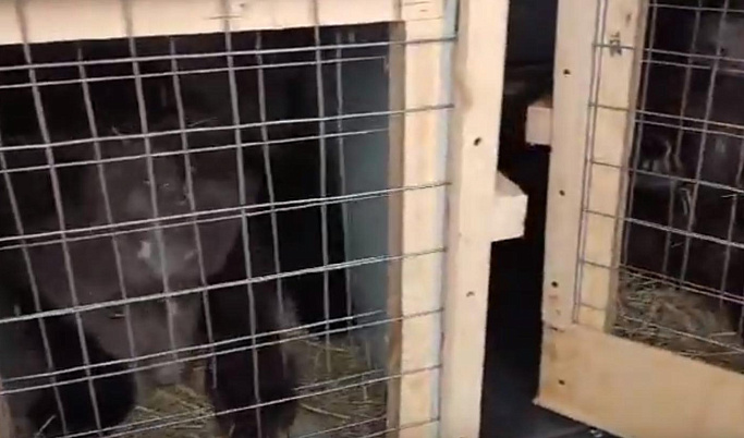 Трое новых медвежат из Сургута появились в торопецком центре спасения