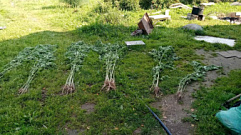 Житель Тверской области выращивал на даче коноплю