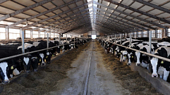 В Тверской области планируют развивать отрасль мясного скотоводства