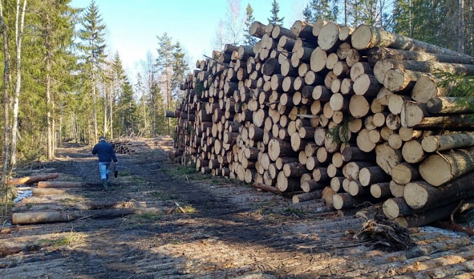 «Черный лесоруб» из Осташкова спилил в Тверской области более 1300 деревьев 