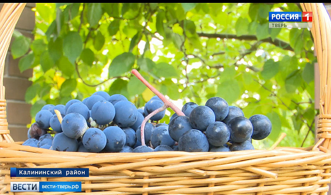 Житель Тверской области вырастил на своем участке более 50 сортов винограда 