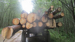 В Тверской области «черных лесорубов» застали на месте преступления