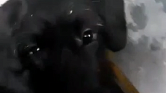 В Твери водитель «Транспорта Верхневолжья» спас замерзающего щенка