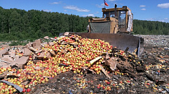 В Ржеве уничтожили 39 тонн яблок