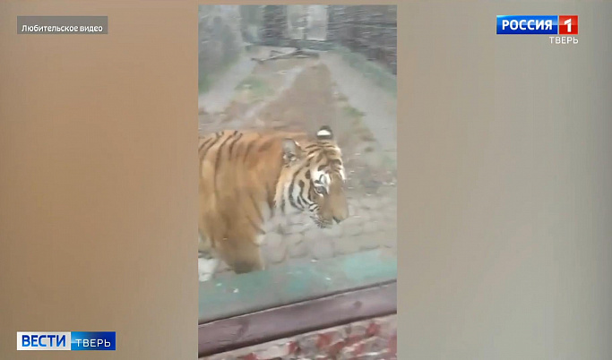Тигр Барсик, живший на заправке в Конаковском районе, прижился на новом месте 