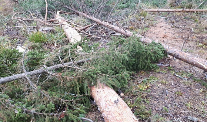 В Тверской области незаконно вырубили леса на 1,5 млн рублей
