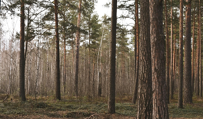 В Тверской области ищут лесных вредителей