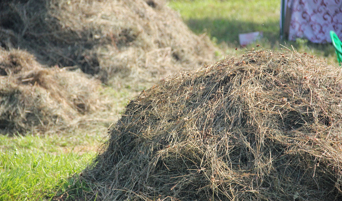 В хозяйствах Тверской области заготовили 154 тысячи тонн сена для животных