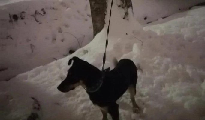 В Твери новые хозяева собаки Луны оставили ее привязанной к дереву на морозе