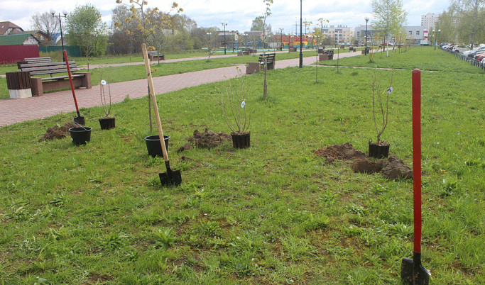 В Тверской области в рамках акции «Сад Памяти»  высажено свыше 3 млн саженцев и сеянцев деревьев