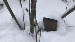 Браконьеры заплатят 400 тысяч рублей за убитого в Тверской области лося