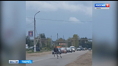 Молодой лось выбежал на дорогу на Старицком шоссе в Твери