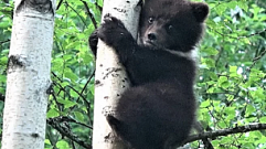 Центр спасения медвежат-сирот в Тверской области поделился историей про Пужу