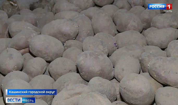 Экологичное земледелие: хозяйство Тверской области выращивает картофель без агрохимикатов