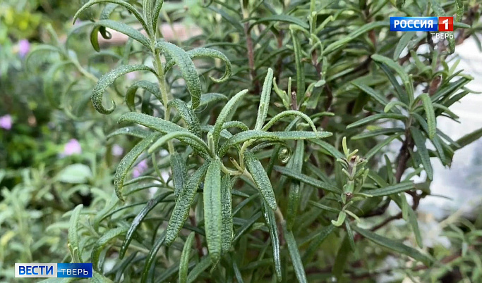 Тверитян продолжают знакомить с растениями ботанического сада онлайн