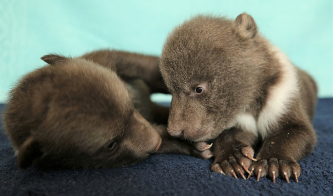 В Центре спасения медвежат-сирот Тверской области у Чука и Гека открылись глазки