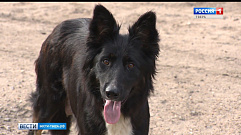 Бешеную собаку поймали в Калязине 