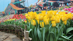 На выходных в Твери откроется выставка-продажа тюльпанов