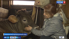 Семья оставила турбизнес в Москве и переехала в Тверскую область заниматься сельским хозяйством