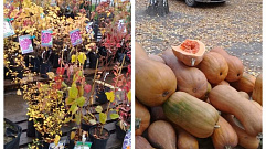 На рынке в Конаково торговали с нарушениями саженцами и тыквами 