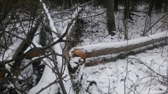 Ранее судимый мужчина вырубил лес под Лихославлем на 200 тысяч рублей