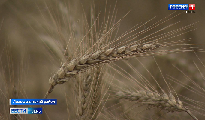 В Лихославльском районе зерновые культуры выращивают при помощи спутниковой навигации    