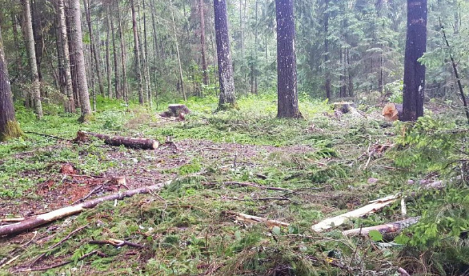 Житель Тверской области нарубил леса на 1,5 млн рублей