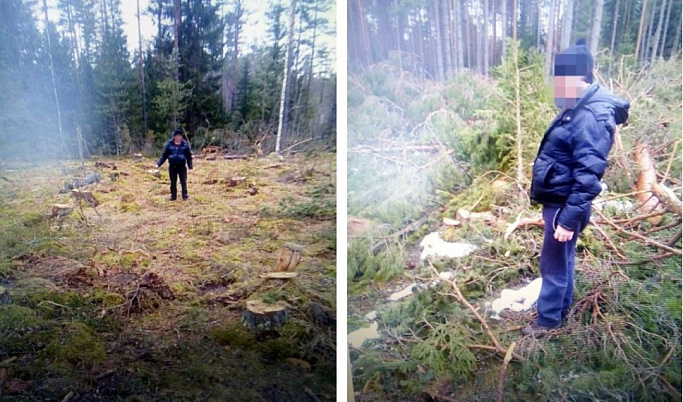 В Тверской области мужчина незаконно спилил 59 деревьев на 2,7 млн рублей