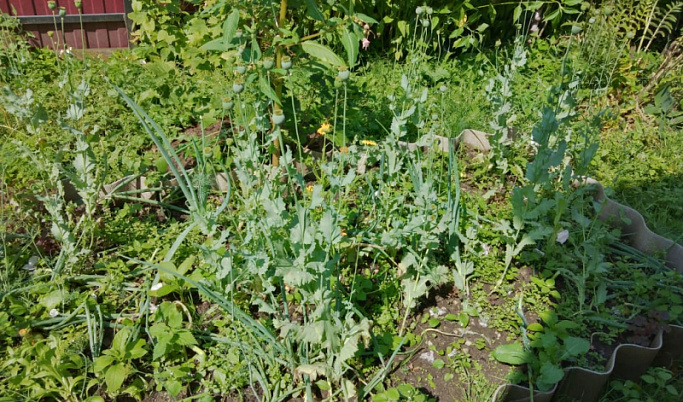 Житель Тверской области незаконно вырастил у себя в огороде 6 килограмм мака