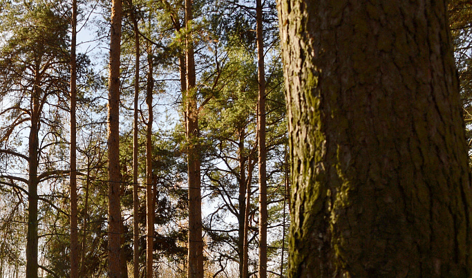 «Черный лесоруб», спиливший деревья на 23 млн рублей, взят под арест