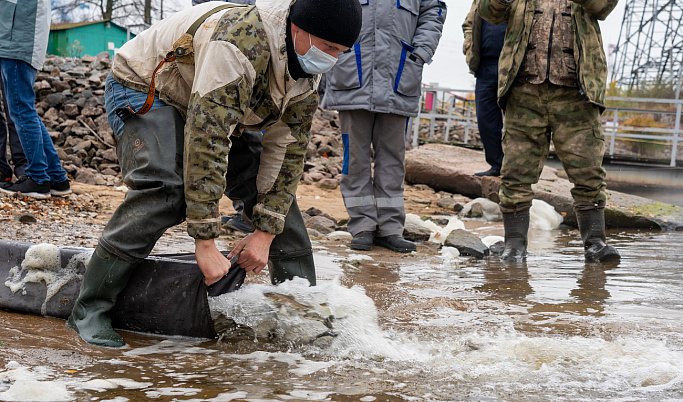 Более 8000 молодняка черного амура выпустили в озера-охладители Калининской АЭС