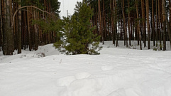 Под конец января на Тверскую область обрушится сильный снегопад