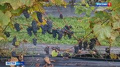 Богатый урожай винограда собрали в Нило-Столобенской пустыни
