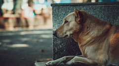 8 июня в Тверской области начнется отлов бездомных собак