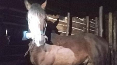 В Тверской области сотрудники полиции вернули фермеру любимого коня
