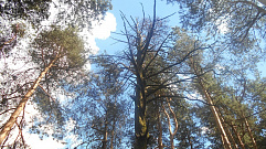 В Бобачевской роще Твери вырубят опасные деревья