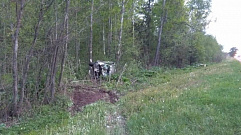 На трассе в Тверской области машина столкнулась с лосем