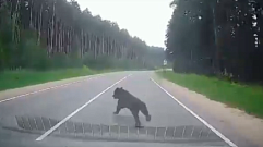На трассе между Кимрами и Дубной медвежонок выскочил под колеса автомобиля