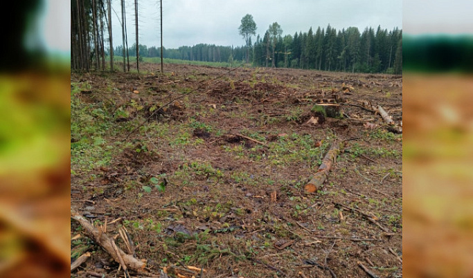 Житель Тверской области незаконно нарубил деревья на 14,7 млн рублей