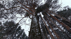 В Тверской области «черные лесорубы» нарубили деревьев на два миллиона рублей