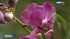 В Ботаническом саду Твери зацвела «королева орхидей»